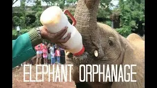 Elephant Orphanage, Kenya l Keeping up with Kim