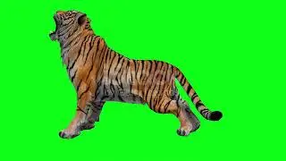green screen tiger.free copyright||green screen attack tiger.saku media.(part-1)