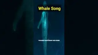 ब्लू व्हेल महासागर में गाना गा रही है || blue whale singing song #blue Whale #gk  #shorts