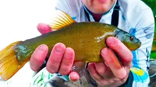 Got a Tench with a Side Nod! Summer Jig Fishing from the Shore. Summer Jig
