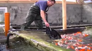 Двухлетние карпы кои апрель 2014