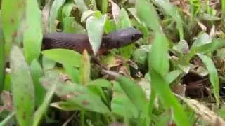 Shy Lizard - Panama
