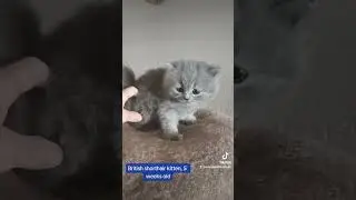 British shorthair kitten, 5 weeks old❤️