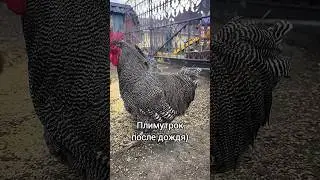 Вымазался знатно,но красавец всё равно