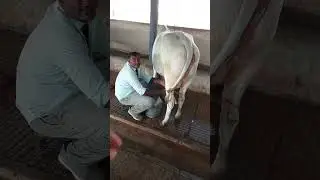 अगर गाय की कीमत लाखों रुपए में हो तो भाई साहब सफाई तो रखनी जरूरी है