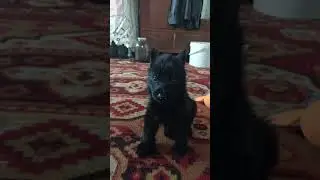 Рон.