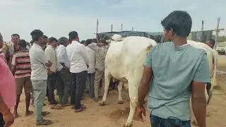 పెబ్బేర్ మార్కెట్లో భారీ సైజు ఎద్దులు ఎంత రేటుకు అమ్ముడుపోయాయి | Biggest Bulls prices in Pebbair