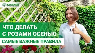 Что делать с розами осенью? САМЫЕ ВАЖНЫЕ ПРАВИЛА!