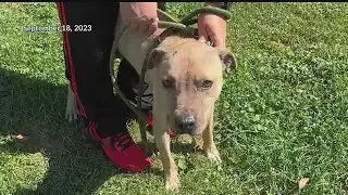 Man facing charges for abandoning dog outside