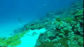 Camouflage grouper