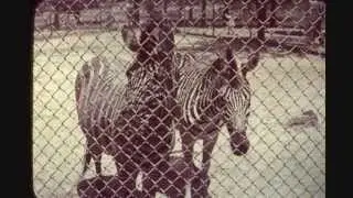 Copy of 1950s Zoo in Ohio