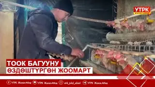 Тоок багууну өздөштүргөн Жоомарт