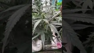 Selective pollenation of Skunk #1 with RKS male pollen.