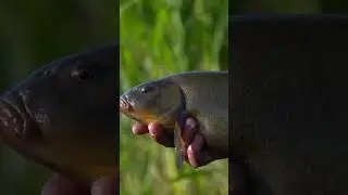 Fishing For Crucian Carp & Tench. 🎣😊