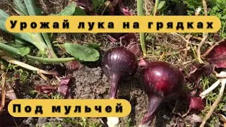 Супер Урожай лука на грядках под мульчей!