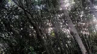 Deep Forest Relaxation Sequence - Bastl Softpop II
