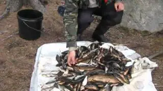 Рыбалка на щуку, окуня и плотву