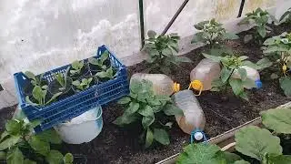 Майские снега и рассада