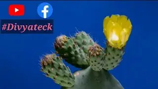 Tree Green Screen effects