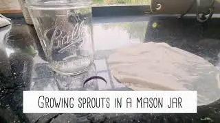 Growing Sprouts in a Mason Jar