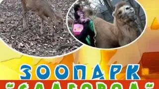 Рекламный ролик зоопарка 