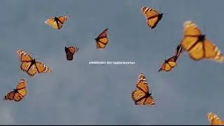 Katy Perry - ur so gay Türkçe Çeviri