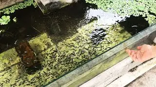 Aquarium (blue dragon guppies) after 22 months 😍