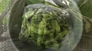 Preparando o Edamame