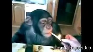 Прикольные видео про животных