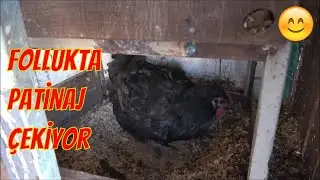 Folluk Beğenmeyen Kara Tavuk 😅