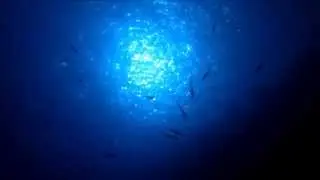 Scuba diving in Egypt at Elphinstone Reef, Red Sea! Sharks and stunning underwater scenery!!!