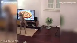 Very Cute and Funny Dog Moments Compilation 2018