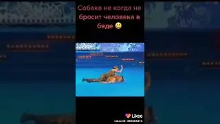 Собака не когда не бросить человака в беде...
