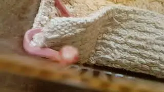 Baby corn snakes