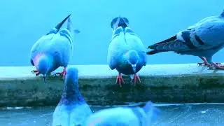 Beautiful Birds