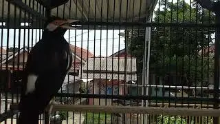 Pancingan Jalak Suren Gacor Full Isian