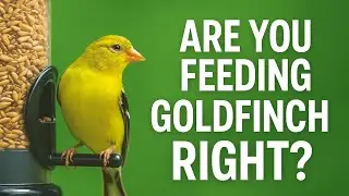 Sunflower Chips vs. Nyjer: What Goldfinches REALLY Want
