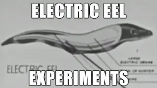 Electric Eel Experiment