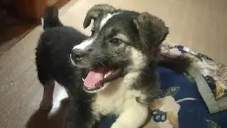 живой подарок