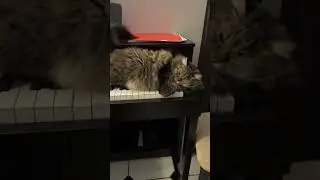 Кошачья ревность #кот #кошки
