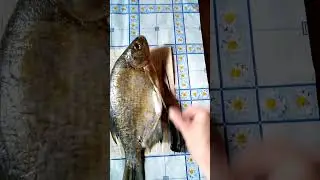 ✔ Last year's bream🎣✔