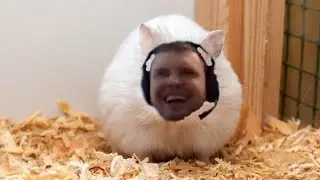 ПАПИЧ ХОМЯЧОК