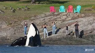 Photographer searching for strangers in spectacular orca photo