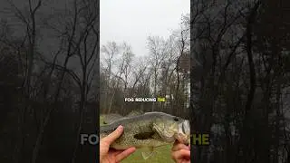 Fishing in the fog catches hogs! 