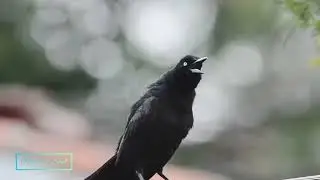 birds and nature sound original | Best mediation  video