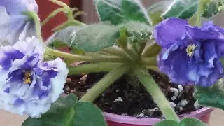 СПОРТ ФИАЛКИ ЕК- БАГУЛЬНИК. Вот так цветы!!!😲 //#Africanviolets