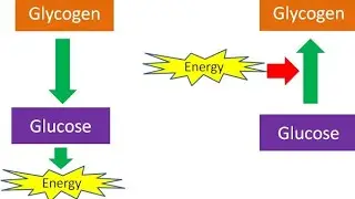 An Overview of Carbohydrate Metabolism | Joen Academy