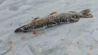 Сегодня на рыбалке. Довольно таки нормально.