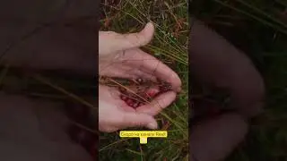 Кася. Живет на болоте всю жизнь