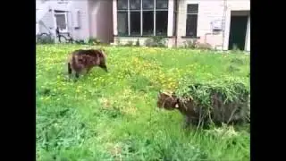 Camoflauge Cat Ambush